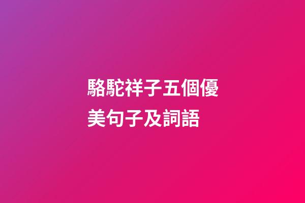 駱駝祥子五個優美句子及詞語